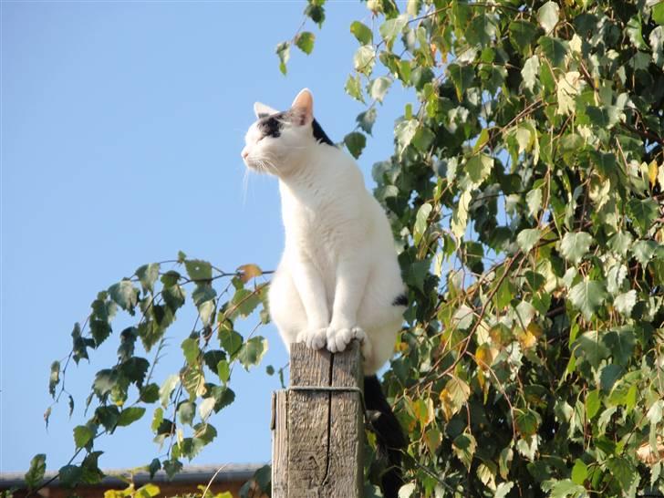 Huskat Frøken - hehe , ja vi fandt en ret sej funktion på kameraet , det var lidt skæg, den byttede om på sort og hvid billede 14