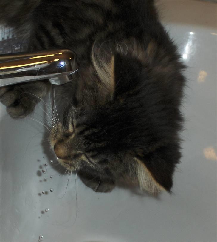 Maine Coon Miss Dee Obami billede 8