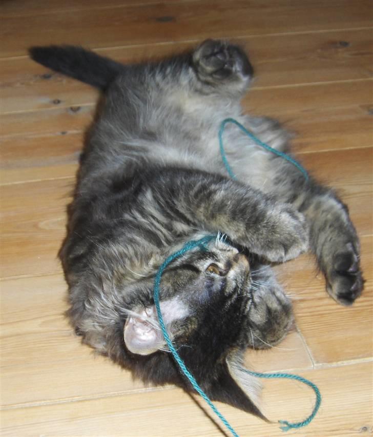 Maine Coon Miss Dee Obami billede 9