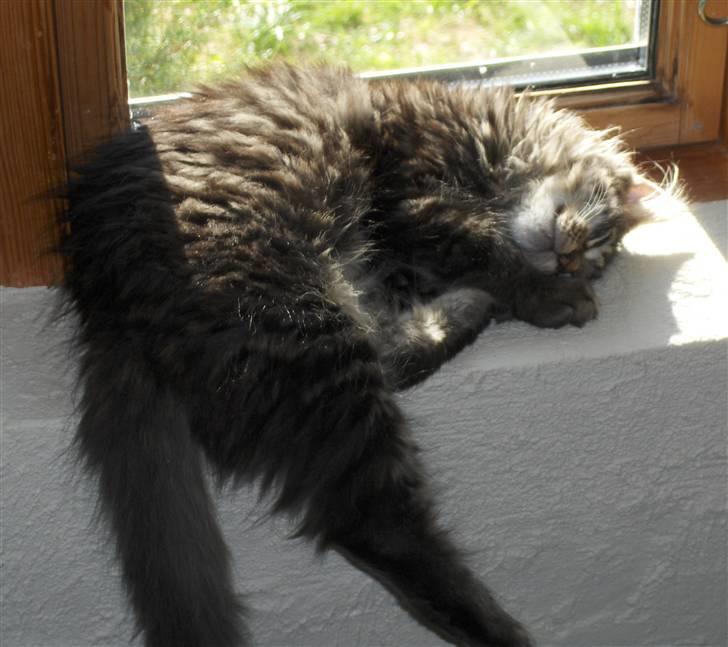 Maine Coon Miss Dee Obami billede 10