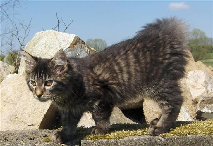 Maine Coon Miss Dee Obami billede 11