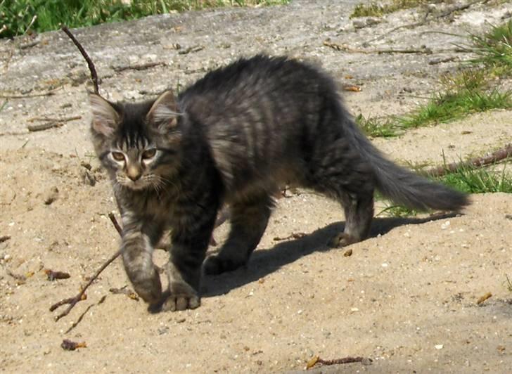 Maine Coon Miss Dee Obami billede 12