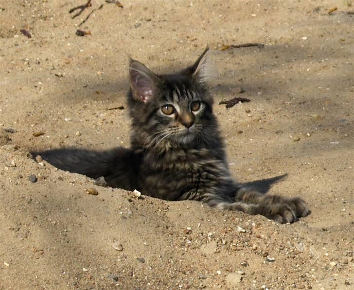 Maine Coon Miss Dee Obami billede 13