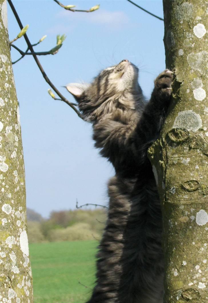 Maine Coon Miss Dee Obami billede 14