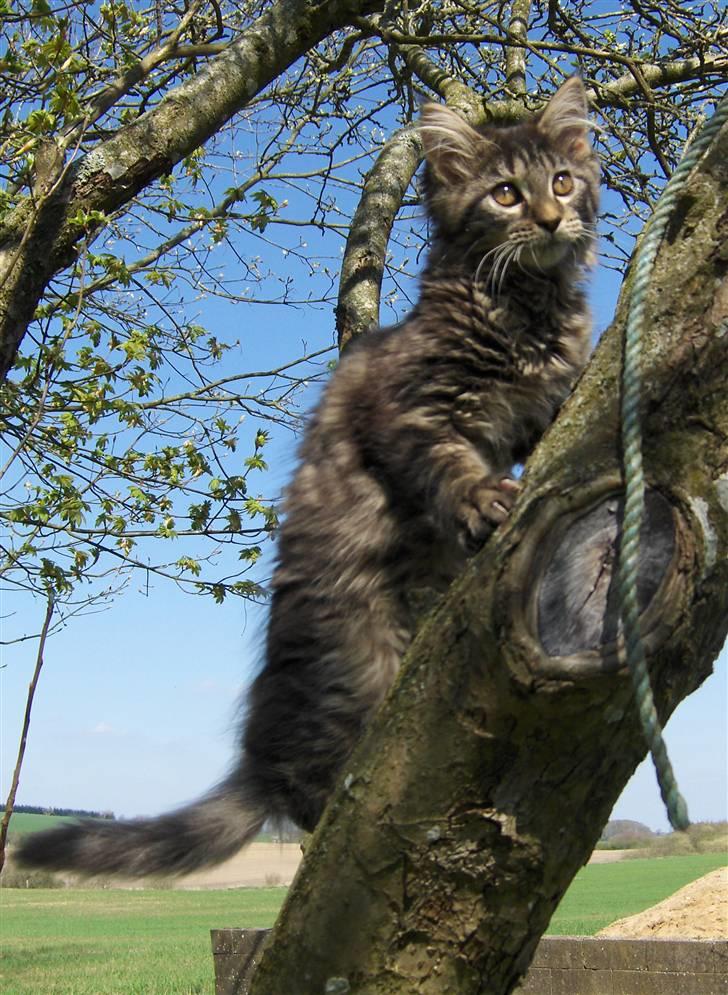 Maine Coon Miss Dee Obami billede 15