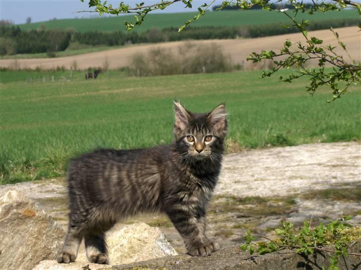 Maine Coon Miss Dee Obami billede 16