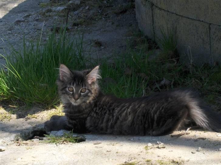 Maine Coon Miss Dee Obami billede 17