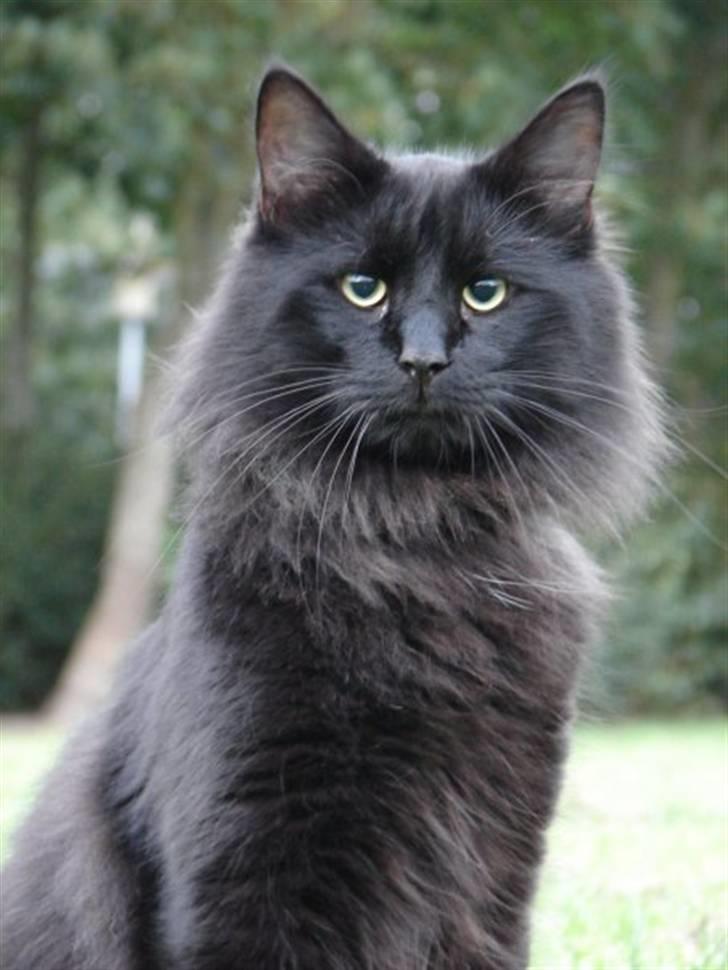 Norsk Skovkat DK Kaunas Dusty - Dustys modelbilleder.. ;) billede 1