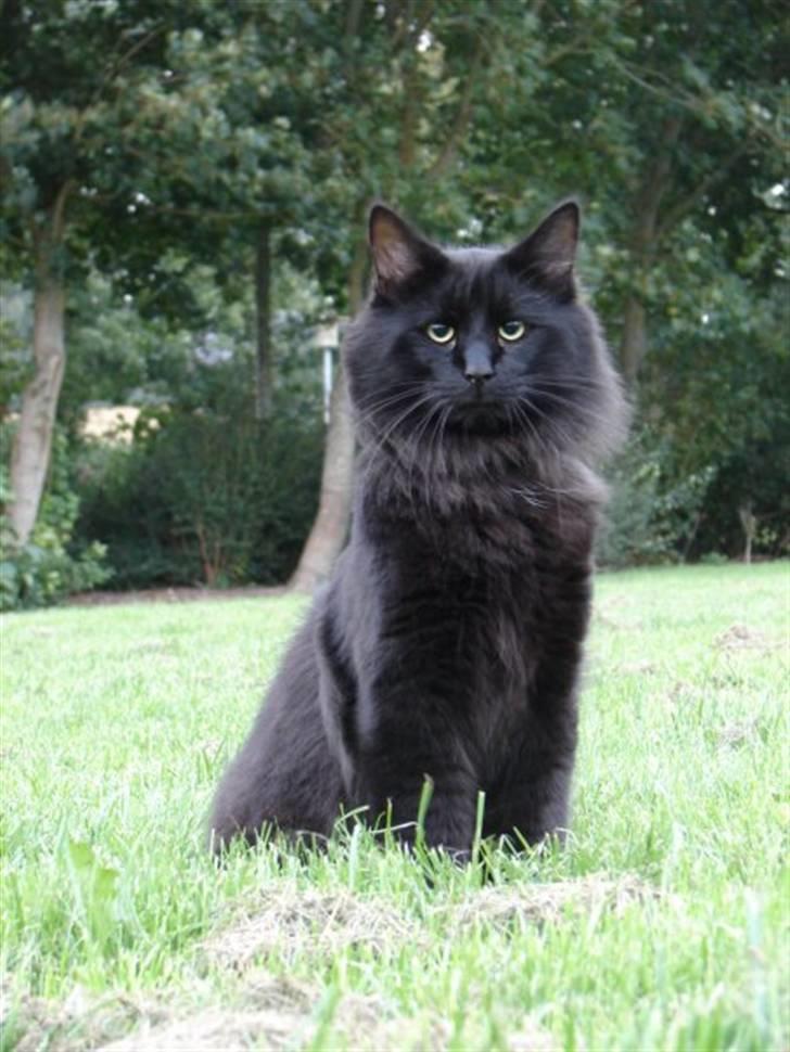 Norsk Skovkat DK Kaunas Dusty billede 2