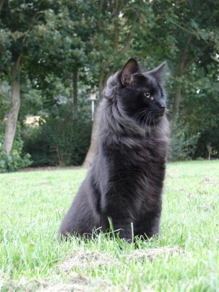 Norsk Skovkat DK Kaunas Dusty billede 3