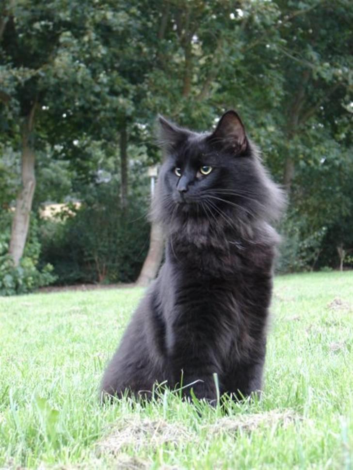 Norsk Skovkat DK Kaunas Dusty billede 4