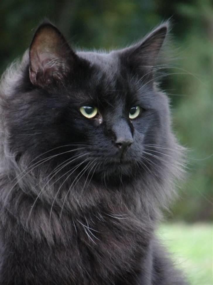 Norsk Skovkat DK Kaunas Dusty billede 5