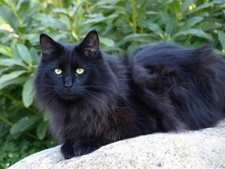 Norsk Skovkat DK Kaunas Dusty - På den store sten i anlægget.. Smukke mis..  billede 6