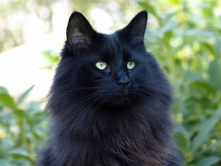 Norsk Skovkat DK Kaunas Dusty billede 7