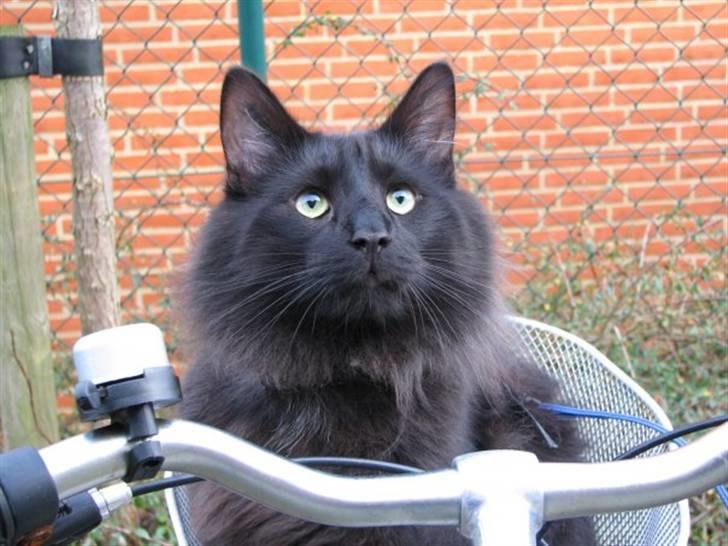 Norsk Skovkat DK Kaunas Dusty - På cykeltur med mor.. "Skal vi snart køre igen MOAR??" :D billede 9