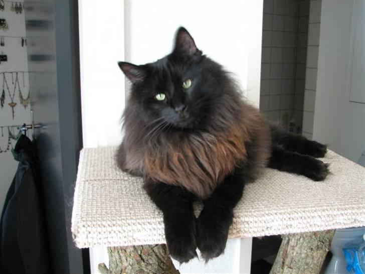 Norsk Skovkat DK Kaunas Dusty - Med flot rødlig vinterpels..  billede 10