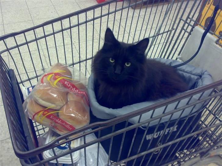 Norsk Skovkat DK Kaunas Dusty - På shopping med mor & mormor.. Alle elsker ham, selv ekspedienterne giver ham godbidder og nus når vi handler.. :D billede 11