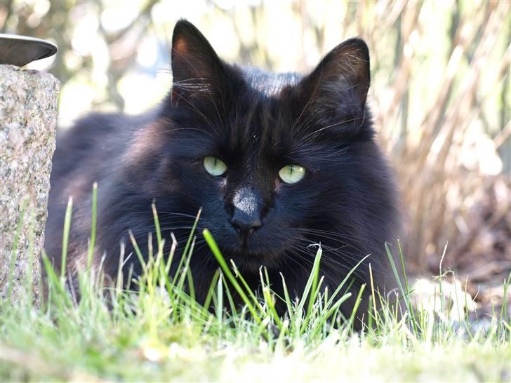 Norsk Skovkat DK Kaunas Dusty - I mormors have foråret 2009.. ;) billede 12