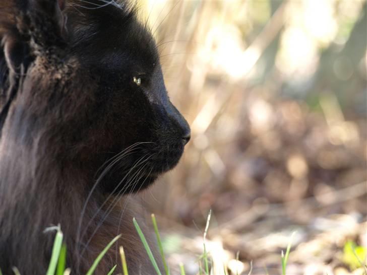 Norsk Skovkat DK Kaunas Dusty - Kigger ud over haven..  billede 13