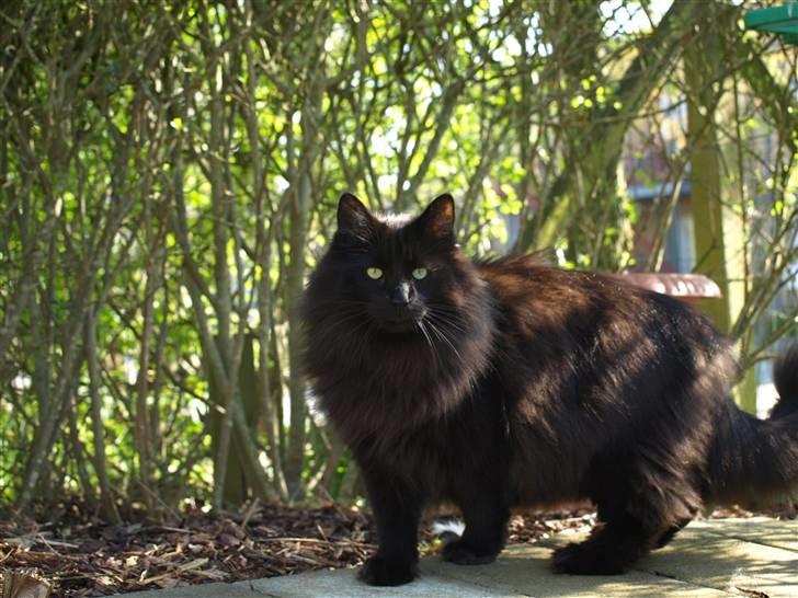 Norsk Skovkat DK Kaunas Dusty - På vagt for mors kamera! :D billede 15