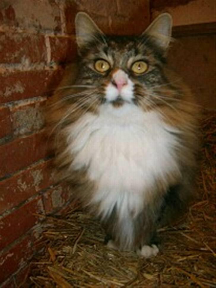 Maine Coon Angel - forældre billede 20