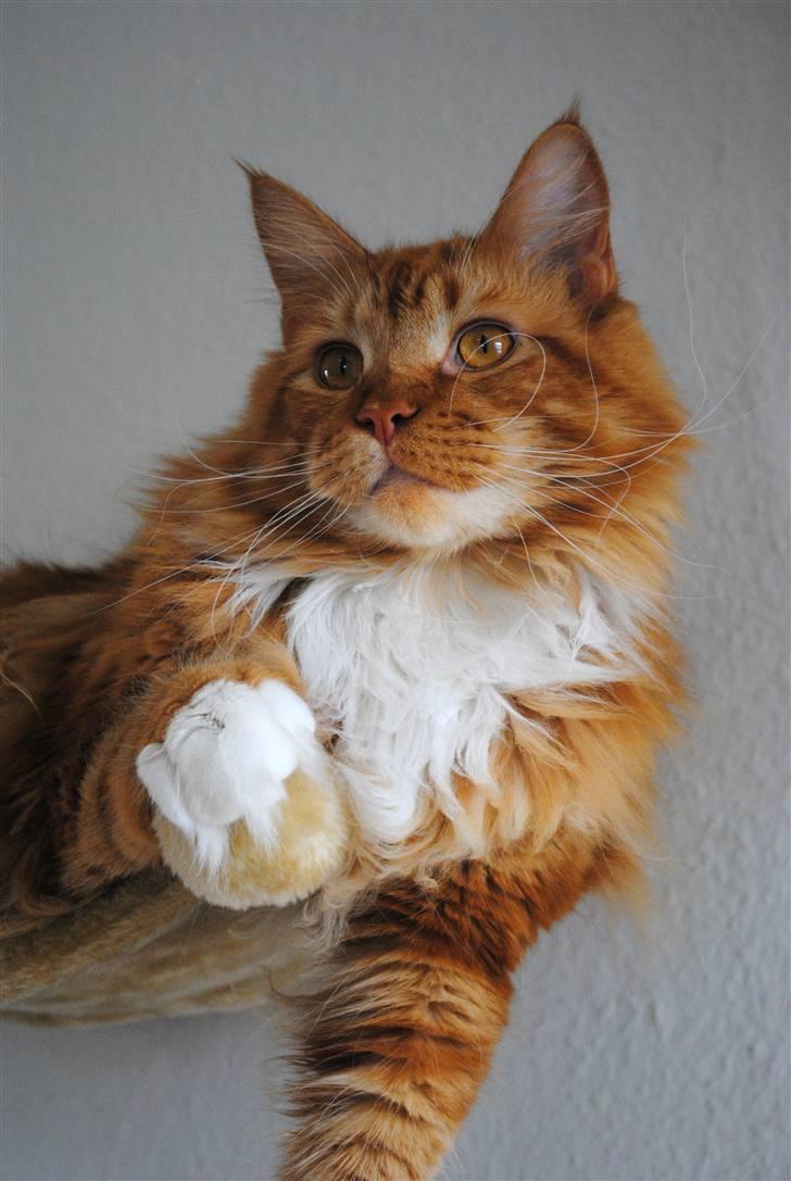 Maine Coon Anton - Anton 7 uger billede 6