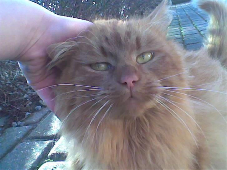 Blanding af racer tot <33  billede 8