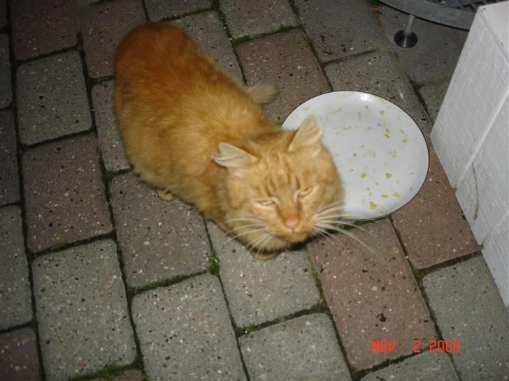 Blanding af racer tot <33  billede 10