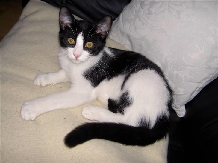 Huskat Albert billede 7