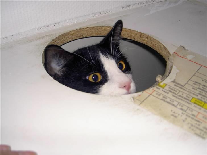 Huskat Albert - En dag da jeg kom hjem, kunne jeg ikke finde Albert nogen steder. Pludselig kom der en svag miaw´en inde bag emhætten. Jeg kravlede op på køkkenbordet og så oven på det øverste køkkenskab. Hernede hvor der et lille "rum" hvor emhætten er, sad Albert. billede 8