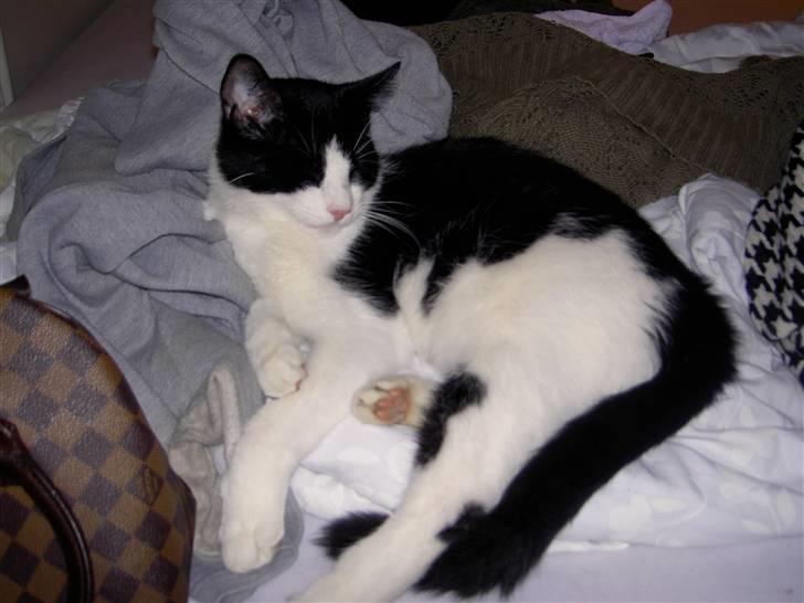 Huskat Albert billede 9