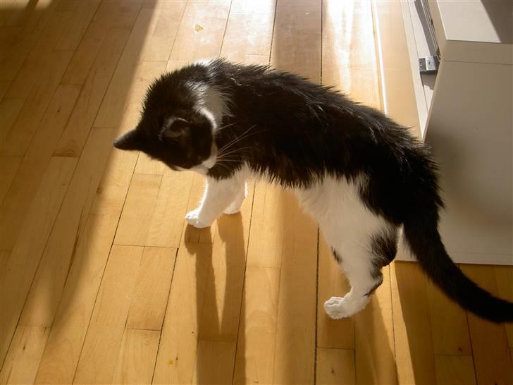 Huskat Albert - Her har han lige fået sig et bad (som han rigtig godt kan lide) og nu er han i gang med at vaske pelsen fin igen. billede 10