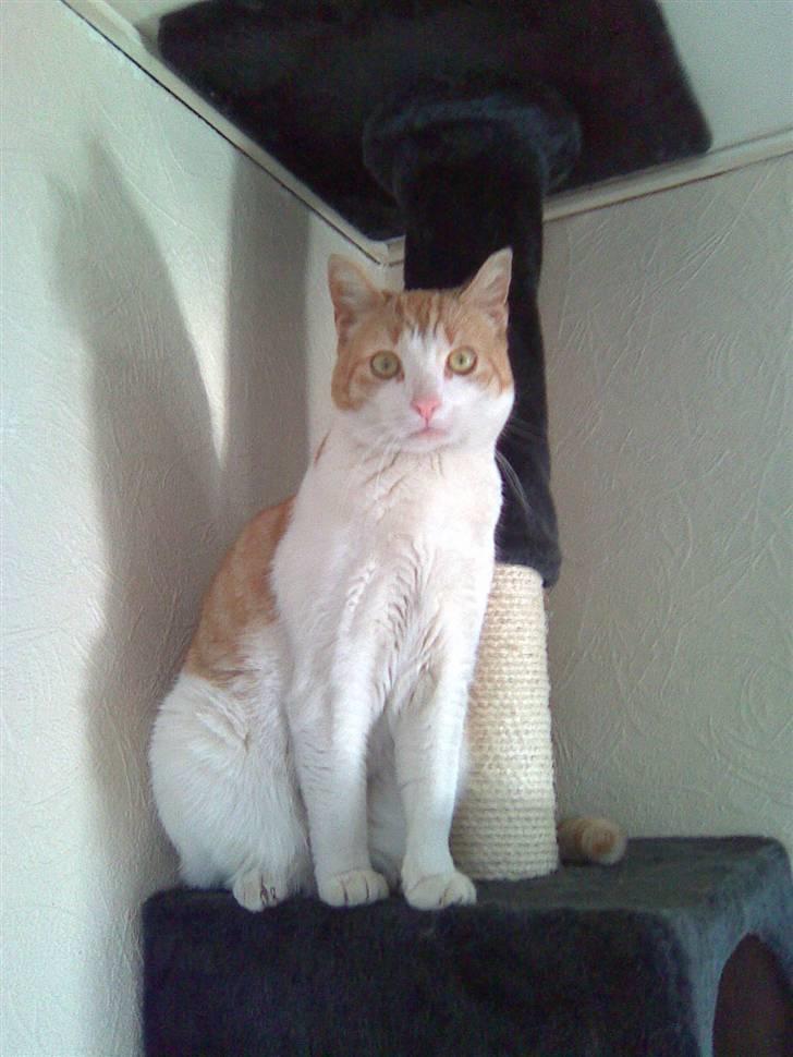 Huskat Garfield billede 1