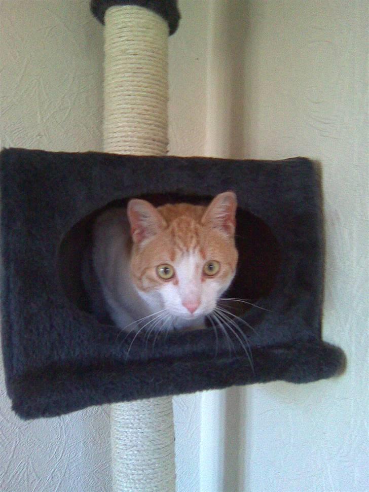 Huskat Garfield billede 2