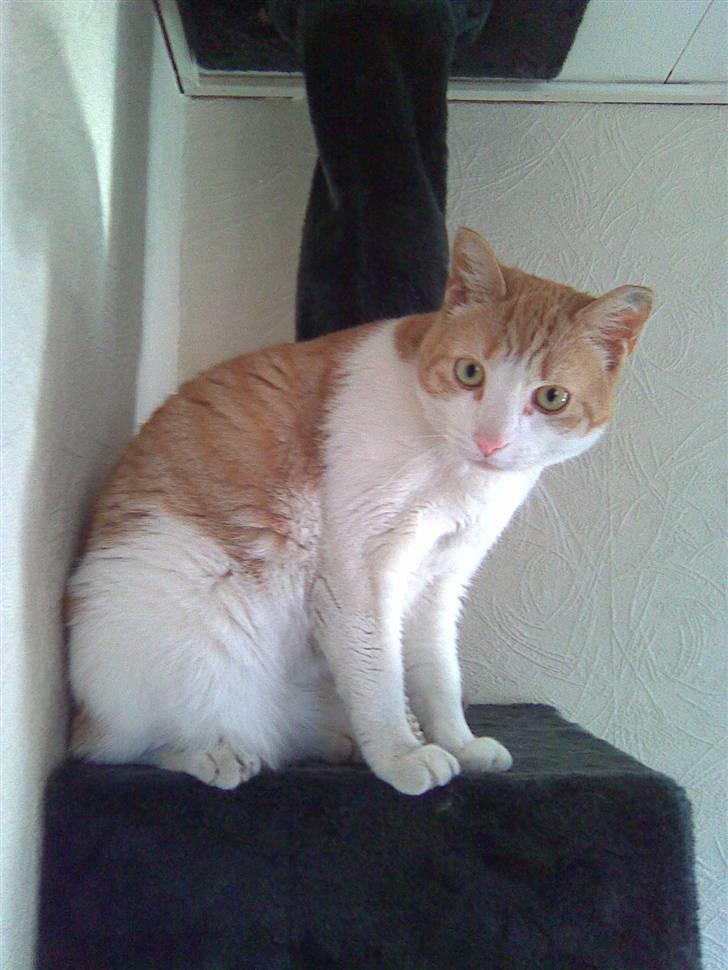 Huskat Garfield billede 3