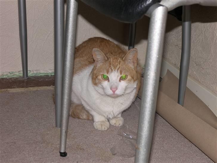 Huskat Garfield - En lidt bange lille kat..... billede 4