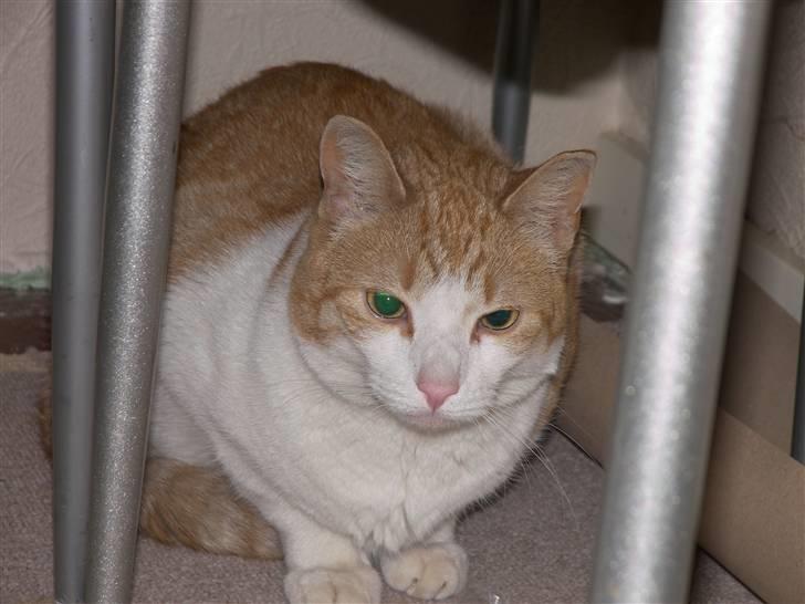 Huskat Garfield billede 5