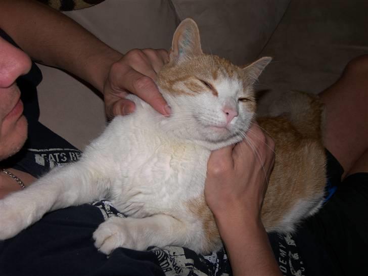 Huskat Garfield - Hygge billede 6