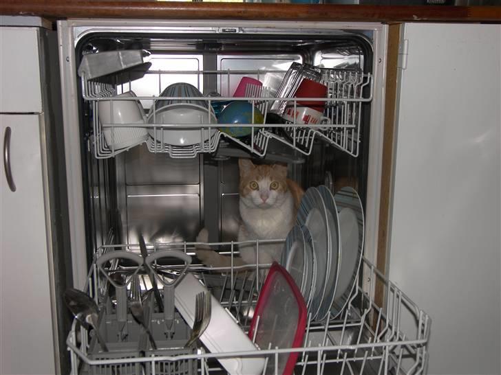 Huskat Garfield - Hmm i min opvaskemaskine billede 7