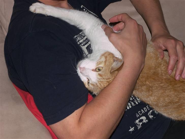 Huskat Garfield - Ægte kvalitetstid, nu er jeg faldet rigtig til i mit nye hjem billede 8