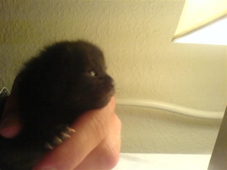 Blanding af racer Porche - En lille nyfødt Porche billede 5