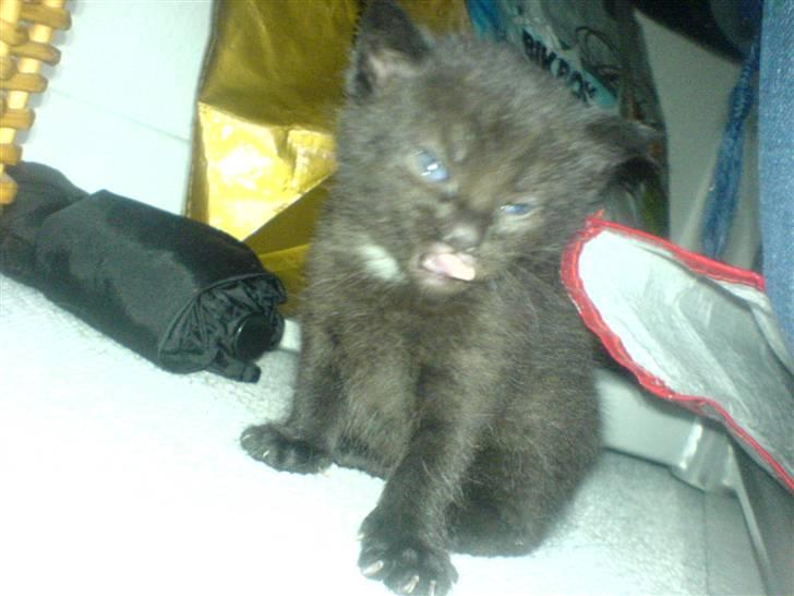 Blanding af racer Porche billede 6