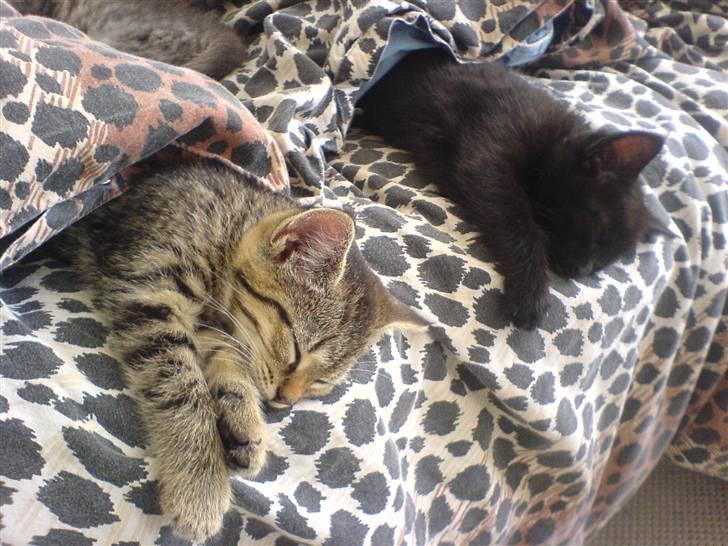 Blanding af racer Porche - Hygge sammen med søster under dynen billede 7