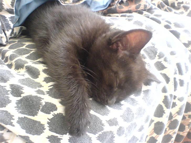 Blanding af racer Porche - Zzzz Zzzz Zzzz billede 8