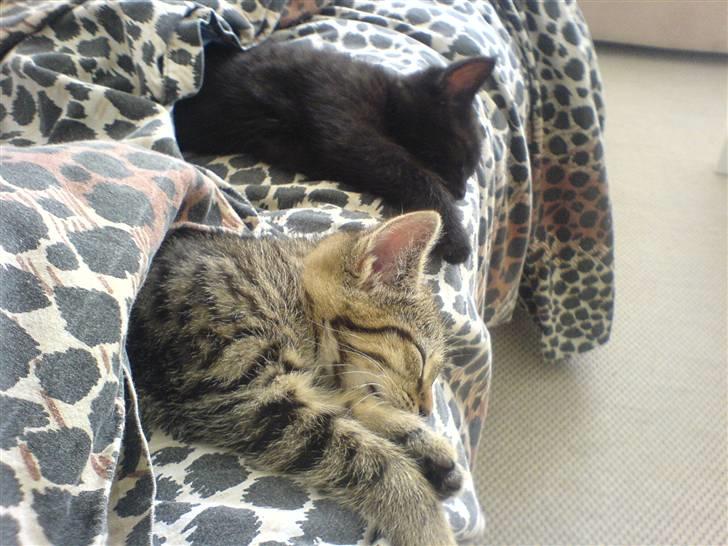 Blanding af racer Porche - Hygge sammen med søster under dynen billede 9