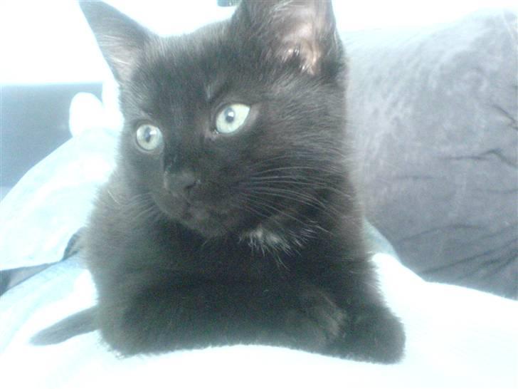 Blanding af racer Porche billede 10