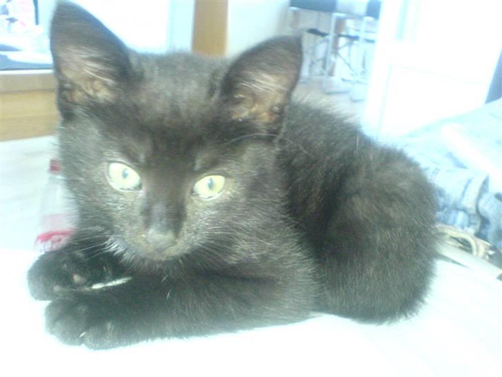 Blanding af racer Porche - Er jeg ikke bare sød??? billede 11