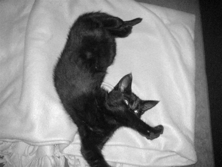 Blanding af racer Porche - Man er vel lidt elastisk :-) billede 12