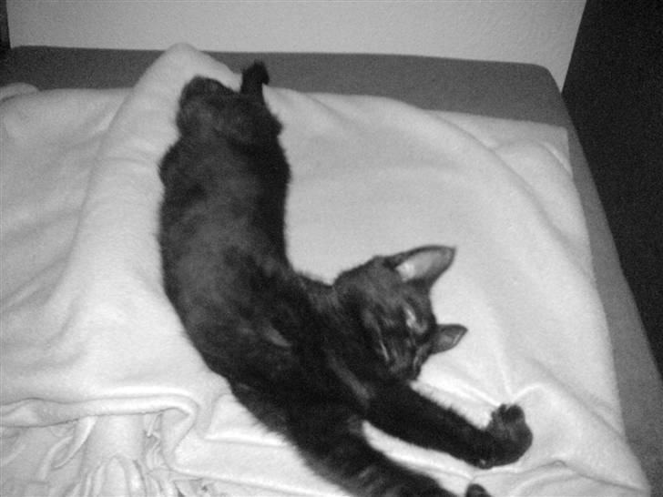 Blanding af racer Porche - Mor se hvor stor jeg er... billede 13