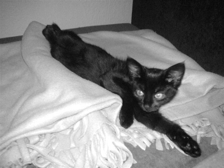 Blanding af racer Porche billede 14